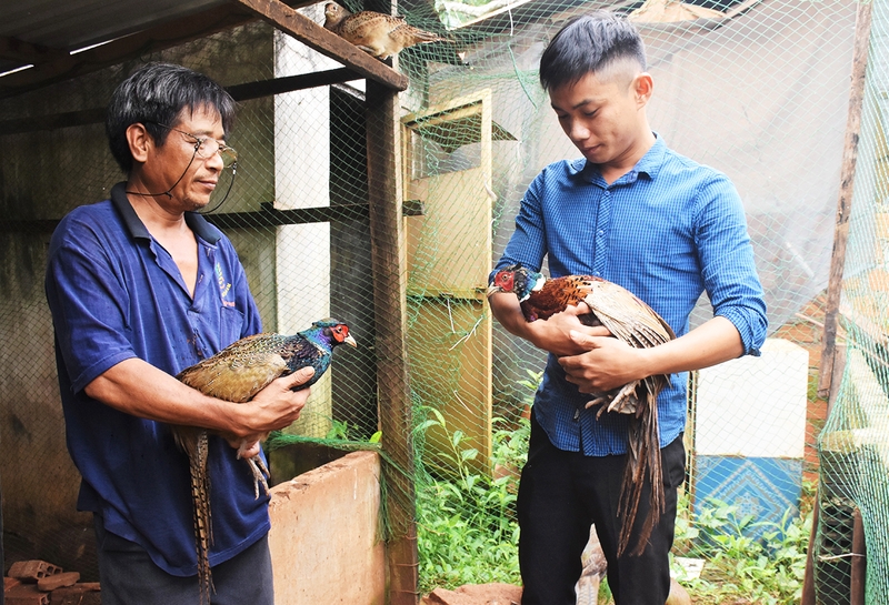 Kỹ thuật nuôi chim trĩ 7 màu sinh sản - Tạp chí Chăn nuôi Việt Nam