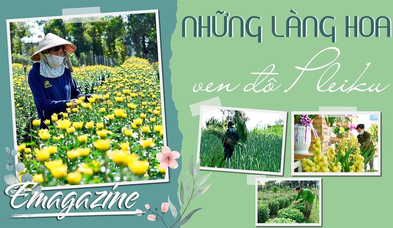 Những làng hoa ven đô Pleiku