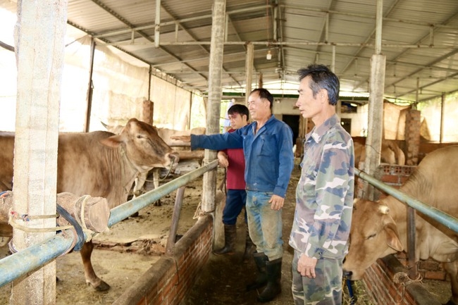 Hiệu quả từ nuôi bò sinh sản  Báo Khánh Hòa điện tử