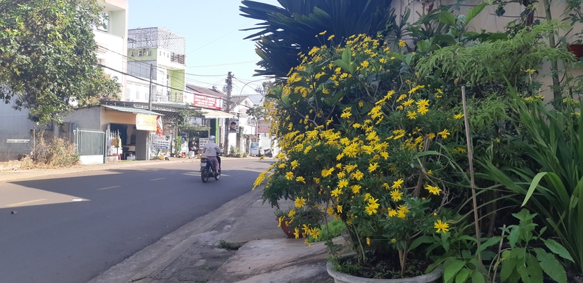 Vườn hoa mi ni trên đường Đồng Tiến, TP. Pleiku. Ảnh: D.L ảnh 1