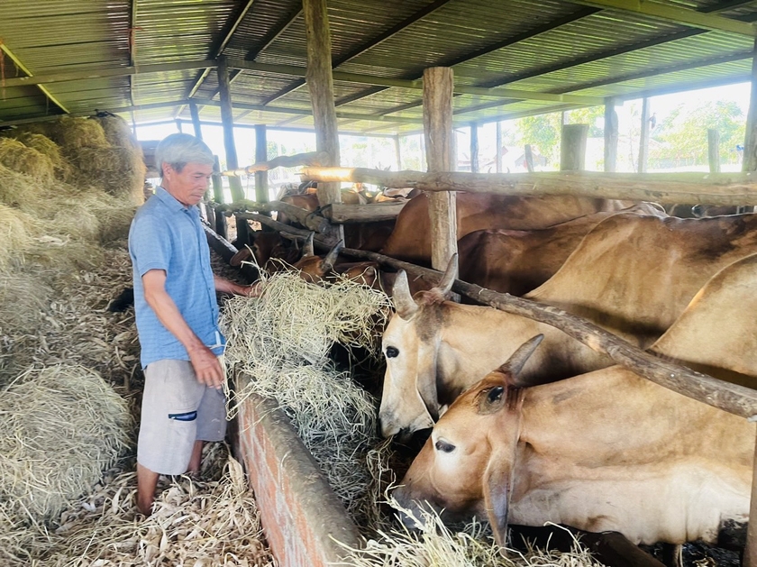 Trang trại nuôi bò của ông Tống hiện đã mở rộng hơn 8 ha. Ảnh: Vũ Chi