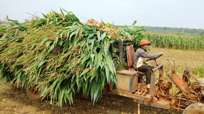 Mô hình trồng bắp sinh khối trên diện tích đất trồng lúa bị hạn đem lại hiệu quả cao cho người dân. Ảnh: Quang Tấn ảnh 1