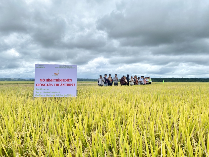 Đại biểu và nông dân tham quan mô hình trình diễn giống lúa TBR97. Ảnh: Nguyễn Diệp