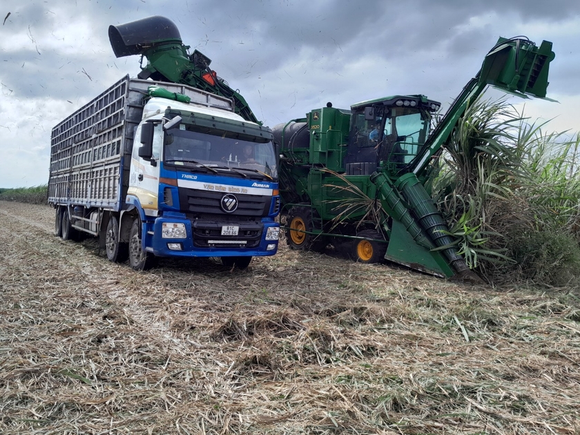 Cơ giới hóa trong khâu thu hoạch tại vùng nguyên liệu của AgriS Gia Lai. Ảnh: Nguyễn Lê