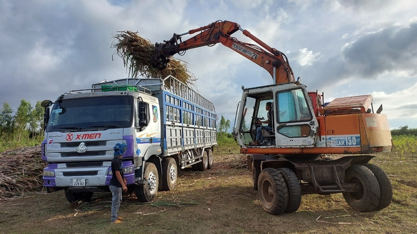 Cơ giới hóa trong khâu bốc mía vận chuyển về Nhà máy của AgriS Gia Lai. Ảnh: Nguyễn Lê