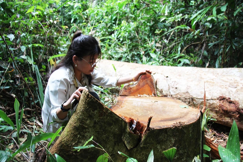 Cần điều tra, xử lý tình trạng khai thác gỗ trái phép ở xã Sơ Pai ảnh 3