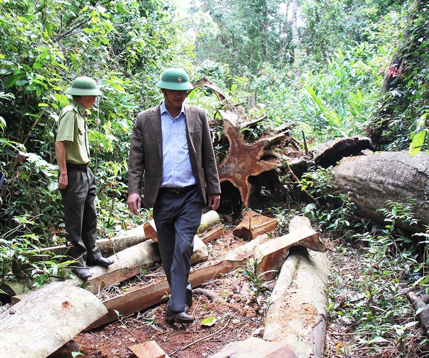 Cần điều tra, xử lý tình trạng khai thác gỗ trái phép ở xã Sơ Pai ảnh 1
