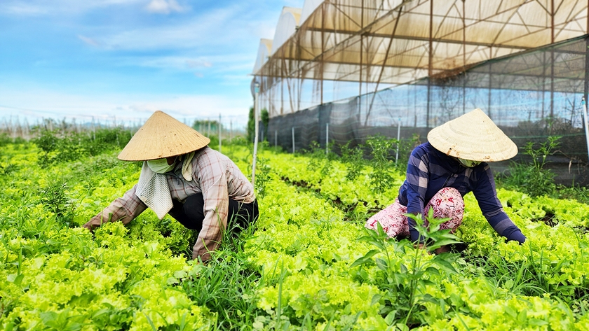 Xã An Phú đang mở rộng diện tích trồng rau VietGAP để hướng tới xây dựng truy xuất nguồn gốc cho sản phẩm. Ảnh: B.B ảnh 1
