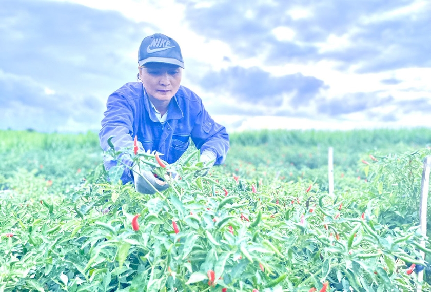 Từ khi chuyển đổi diện tích mía kém hiệu quả sang trồng ớt, thu nhập của gia đình bà Nguyễn Thị Phương (thôn 3, xã Đak Hlơ) ngày một tăng. Ảnh: M.N