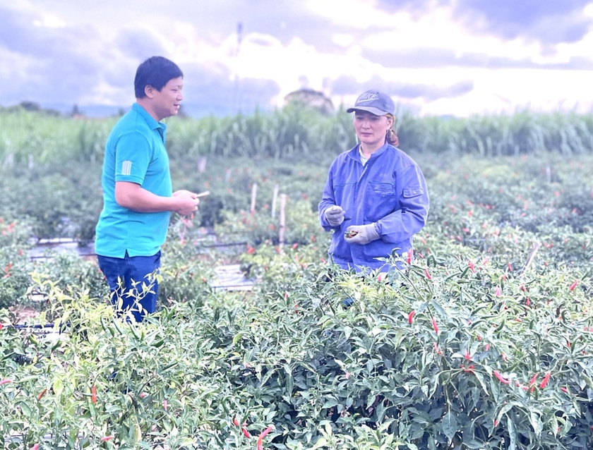 Nhiều hộ dân trên địa bàn xã Đak Hlơ (huyện Kbang) chuyển đổi cây trồng mang lại hiệu quả kinh tế cao. Ảnh: Minh Nguyễn