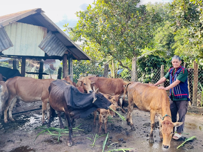 Ông Puih Ố (làng Ghè, xã Ia Dơk) chăm sóc đàn bò của gia đình. Ảnh: N.H ảnh 1