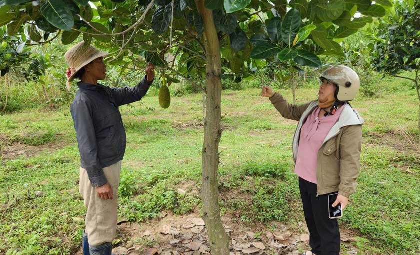 Cán bộ Địa chính-Nông nghiệp xã Đak Jơ Ta (bìa phải) hướng dẫn hộ dân làng Đê Bơ Tưk kỹ thuật chăm sóc cây mít Thái. Ảnh: P.N ảnh 1