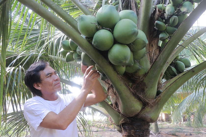 Mỗi năm, gia đình ông Lê Hữu Thạo (tổ 2, phường An Phước, thị xã An Khê) thu nhập 300 triệu đồng từ vườn dừa. Ảnh: An Phát