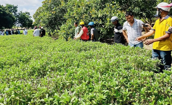 Liên kết trồng húng quế: Hướng đi mới trong phát triển cây dược liệu tại Krông Pa  ảnh 1