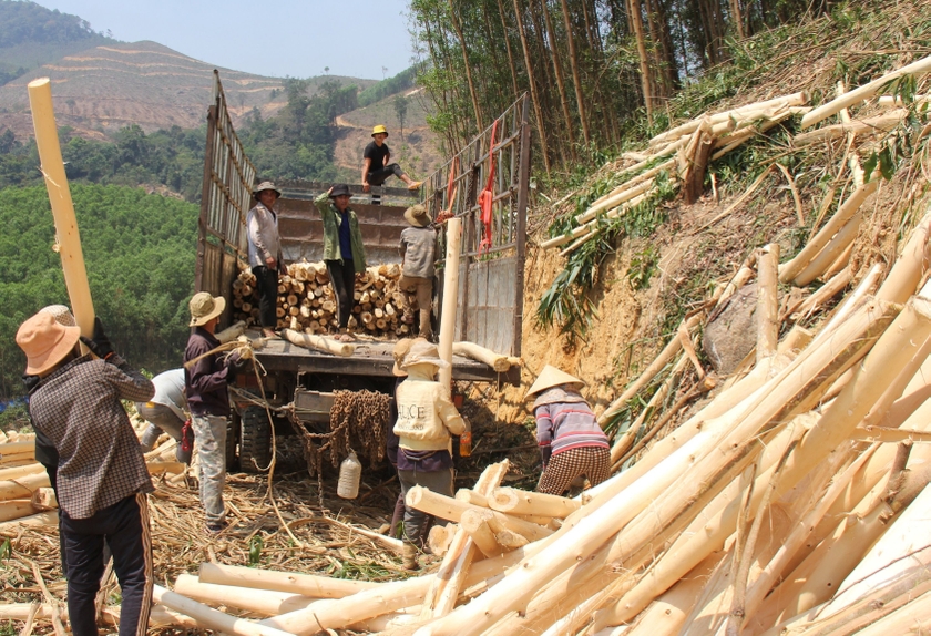 Giá gỗ keo giảm mạnh, nông dân ngừng thu hoạch