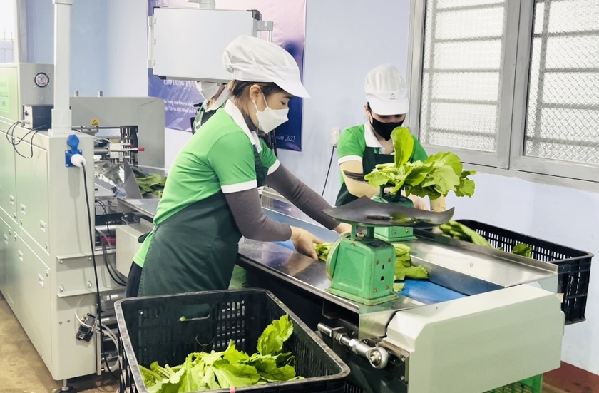 Nhờ được hỗ trợ máy đóng gói tự động, Công ty TNHH một thành viên Hương Đất An Phú (TP. Pleiku) có điều kiện nâng cao chất lượng sản phẩm rau củ, tăng sức cạnh tranh trên thị trường. Ảnh: Vũ Thảo ảnh 2