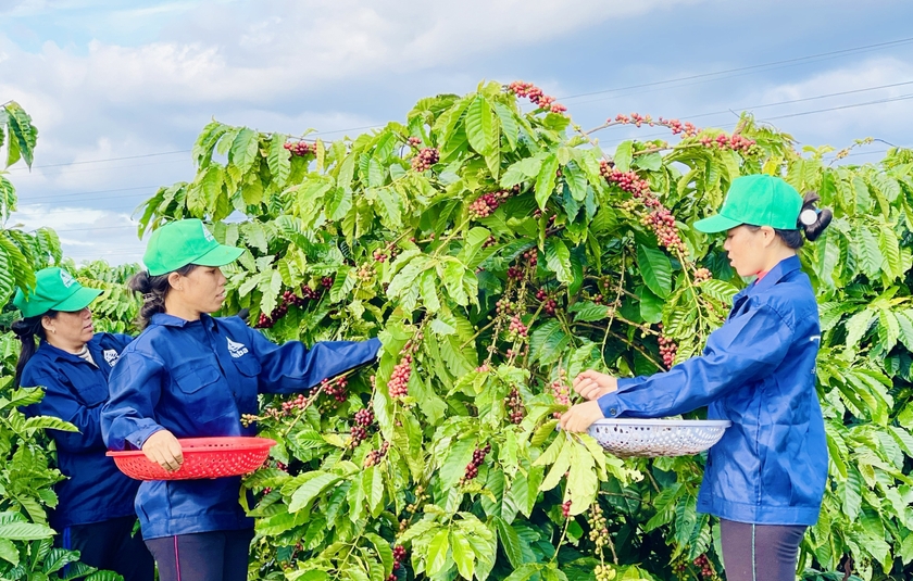 Cà phê Tamba (xã Nghĩa Hưng, huyện Chư Păh) vừa được trao chứng nhận quyền sử dụng chỉ dẫn địa lý “Gia Lai”. Ảnh: Trần Dung