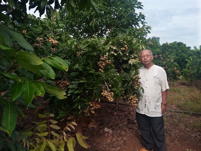 Vườn nhãn 250 cây của gia đình ông Nguyễn Xuân Tảo (làng Greo Sék, xã Dun, huyện Chư Sê) được Sở Nông nghiệp và PTNT công nhận cây đầu dòng. Ảnh: Lê Nam