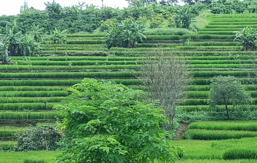 Những thửa ruộng bậc thang xanh ngát tại làng Kol, xã Trang, huyện Đak Đoa. ảnh 4