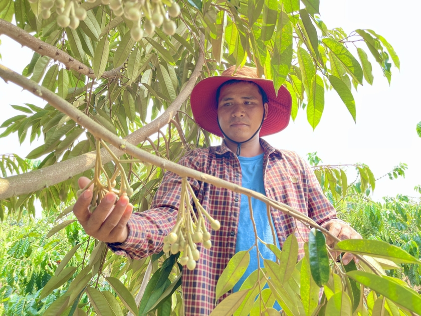 Anh Rơ Châm Tuy (làng Phung) phấn khởi khi vườn sầu riêng rộng gần 2 ha trồng theo hướng VietGAP đang cho trái vụ đầu tiên. Ảnh: Mai Ka