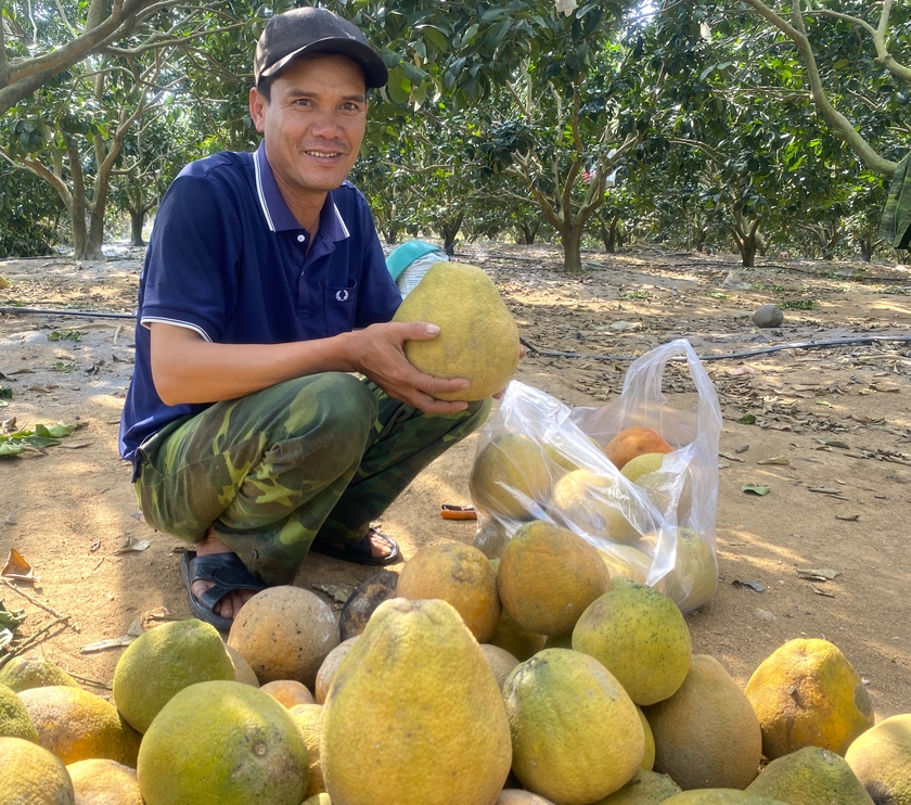 Anh Trần Văn Khuyến (thôn 3, xã Thành An, thị xã An Khê) lựa chọn những quả bưởi đẹp bán cho khách hàng. Ảnh: Ngọc Minh