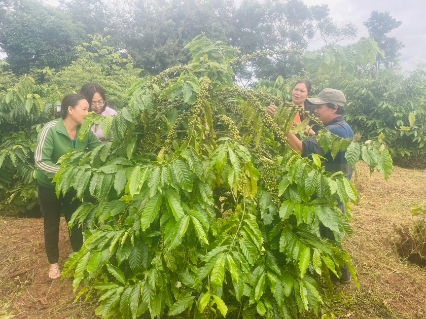 Nhiều hộ dân trên địa bàn huyện đã thoát nghèo nhờ phát huy tốt nguồn vốn vay ưu đãi. Ảnh: Quang Tấn