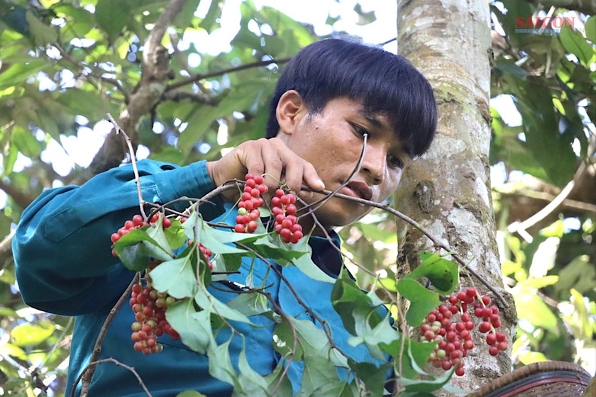 Thu hái ngũ vị tử