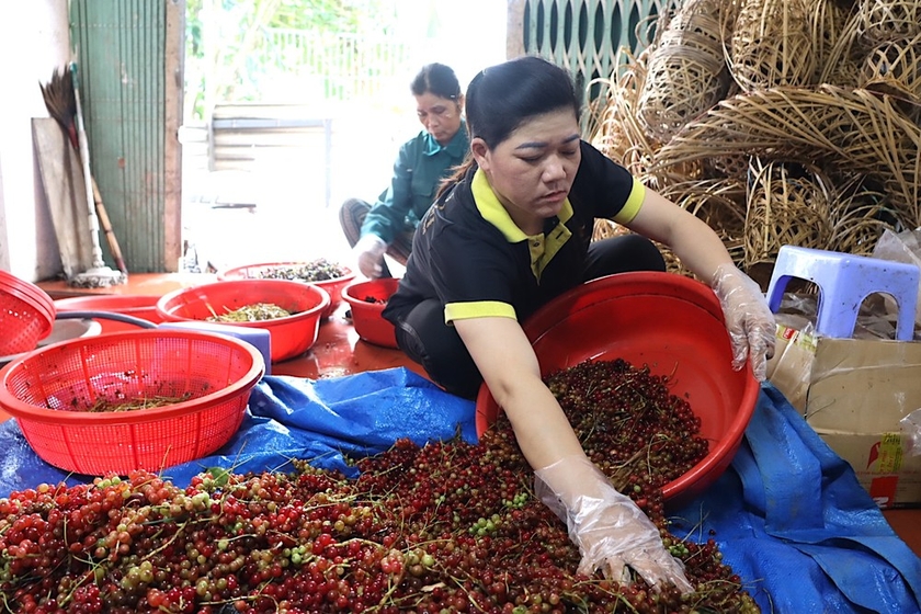 Sơ chế quả ngũ vị tử. Ảnh: HỮU PHÚC