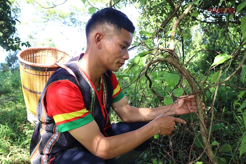 Ngũ vị tử là cây leo, thường bám trên cây rừng để sống