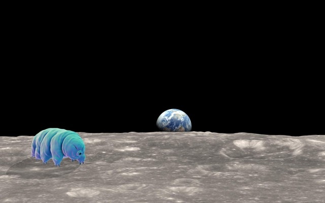 Một số &quot;quái vật bất tử&quot; tardigrade bị nghi ngờ là đã xâm lược Mặt Trăng - Ảnh minh họa từ Internet