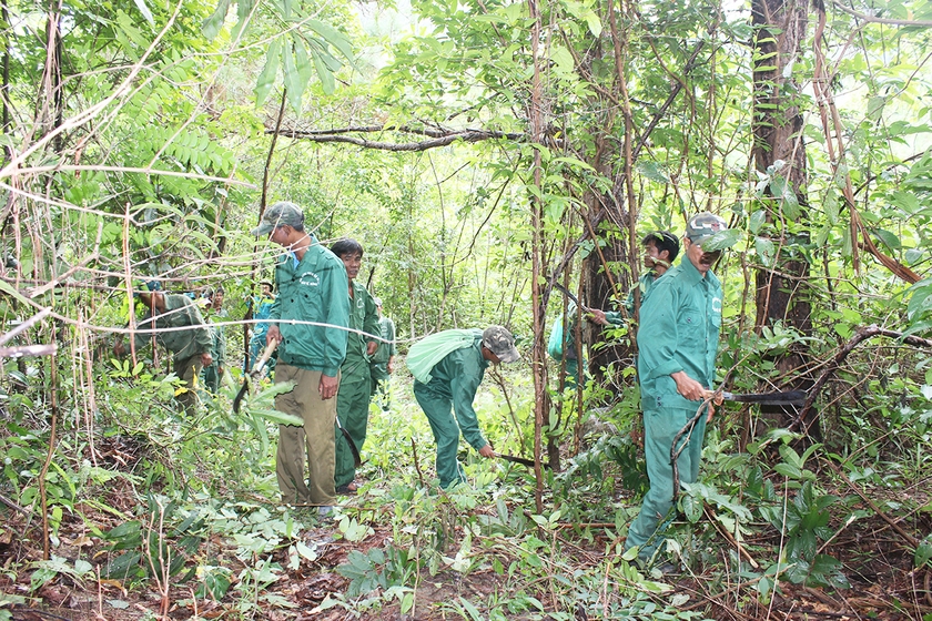 Lực lượng chuyên trách của Ban Quản lý rừng phòng hộ Ia Ly phối hợp với các hộ nhận khoán xã Ia Kreng (huyện Chư Păh) phát dọn thực bì. Ảnh: N.D