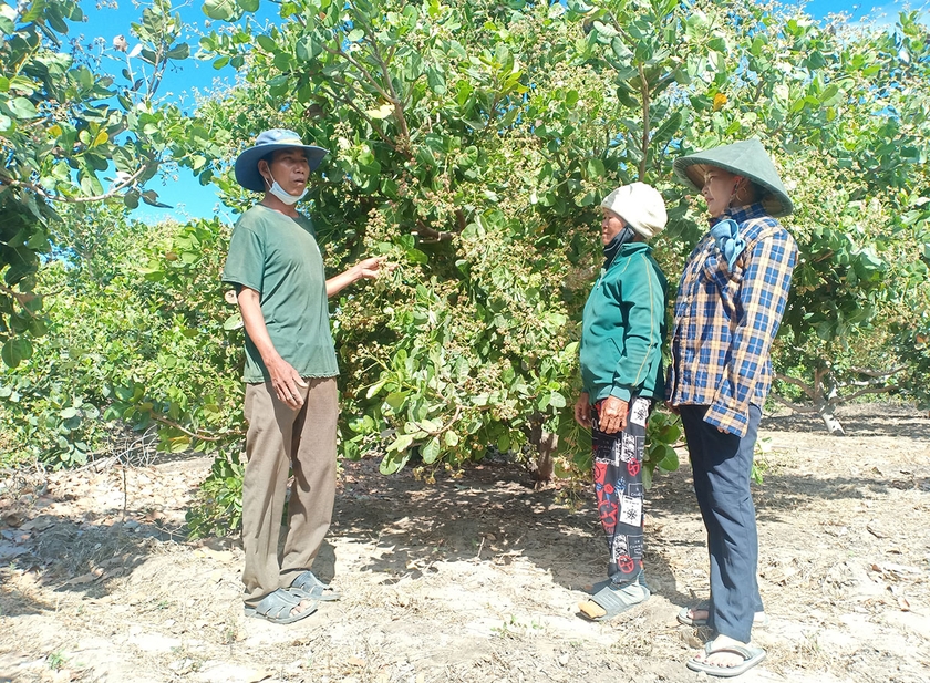 Ông Rô Khen (thôn 1, xã Pờ Tó, huyện Ia Pa) chia sẻ với người dân kinh nghiệm trồng, chăm sóc cây điều cao sản. Ảnh: Nguyễn Trang