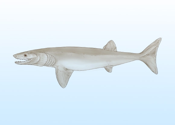 Loài cá mập hoàn toàn mới của kỷ Than Đá - Ảnh đồ họa: BẢO TÀNG LỊCH SỬ TỰ NHIÊN MỸ