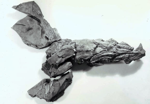 Các phần của hóa thạch được thu thập - Ảnh: BẢO TÀNG LỊCH SỬ TỰ NHIÊN MỸ