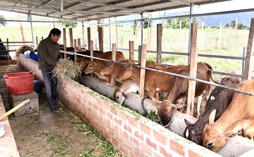 Người dân huyện Krông Pa chăn nuôi bò vỗ béo. Ảnh: L.N