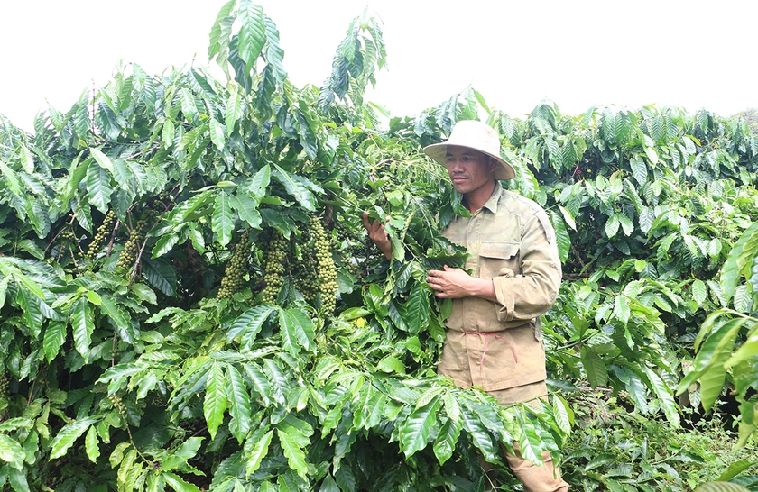 Nhờ cây cà phê, cuộc sống của gia đình anh Dyen (làng Phăm Kleo Ngol, xã Bar Măih) ngày càng khấm khá. Ảnh: Quang Tấn