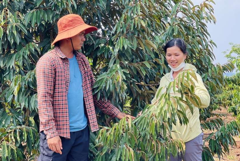 Phát triển tổ hội, chi hội nghề nghiệp giúp nông dân huyện Chư Păh có cơ hội liên kết sản xuất, nâng cao giá trị sản phẩm. Ảnh: Mai Ka