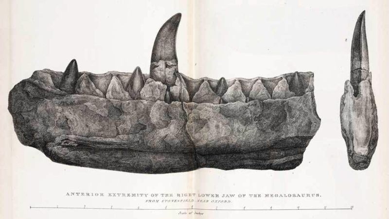 Hàm của Megalosaurus được mô tả trong một bản khắc dựa trên bản vẽ năm 1824 của Mary Morland. Ảnh: Alamy
