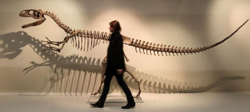 Các nhà cổ sinh vật học tin rằng Megalosaurus đi bằng hai chân. Ảnh: PA/AP
