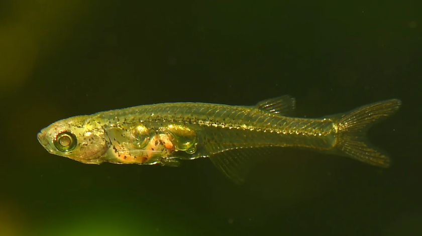 Danionella Cerebrum là loài cá nhỏ sống ở vùng nước nông ngoài khơi Myanmar. (Nguồn: CNN)