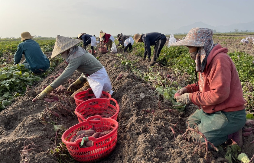 Người dân đồng loạt thu hoạch, cung vượt cầu dẫn đến giá khoai lang giảm mạnh. Ảnh: Vũ Chi