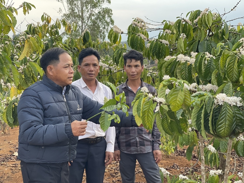Anh Đinh Trú (giữa) trao đổi kỹ thuật trồng cà phê với người dân trong làng. Ảnh: P.D