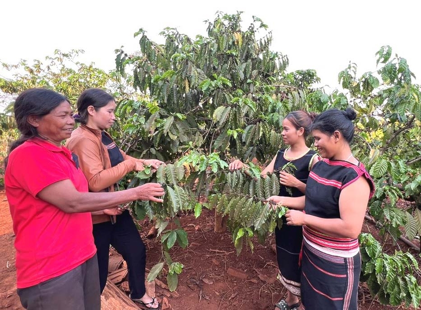 Chị Siu Tỏi (thứ 2 từ trái sang) cùng hội viên phụ nữ làng Kép 2 thăm vườn cà phê của gia đình chị Rơ Châm Nâm (bìa trái). Ảnh: Đ.Y
