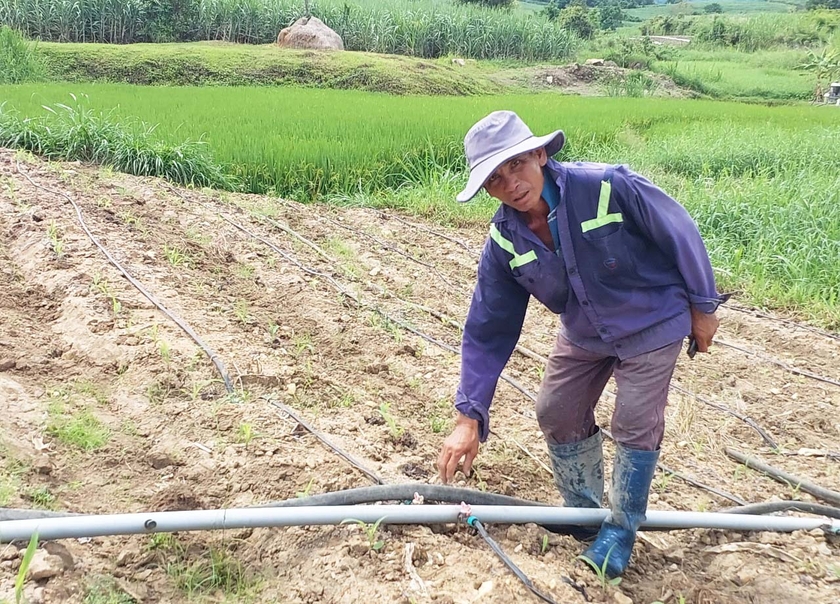 Nông dân huyện Đak Pơ đầu tư hệ thống tưới nhỏ giọt trên cây trồng cạn. Ảnh: N.D