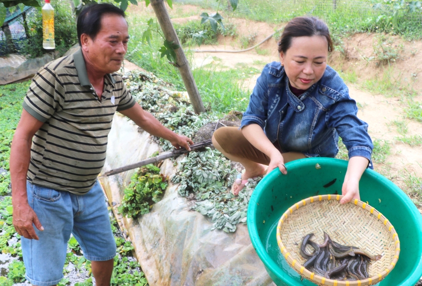 Vợ chồng ông Nguyễn Hùng Hiệu (thôn An Xuân 3, xã Xuân An, thị xã An Khê) bắt cá chạch sụn để bán. Ảnh: N.M