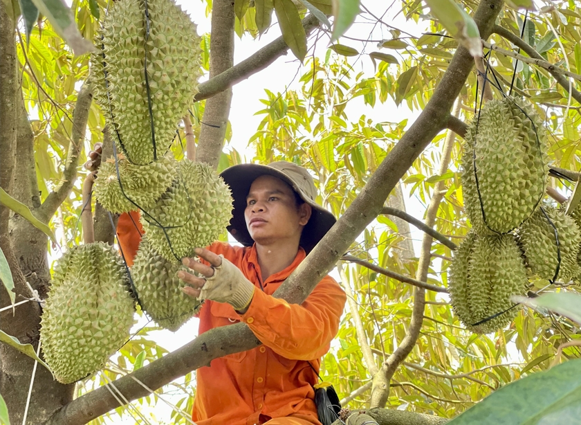 Tuy giá sầu riêng tăng cao nhưng nhiều nông dân vẫn cẩn trọng chờ chốt hợp đồng bán cho thương lái để bảo đảm lợi ích của mình. Ảnh: T.N