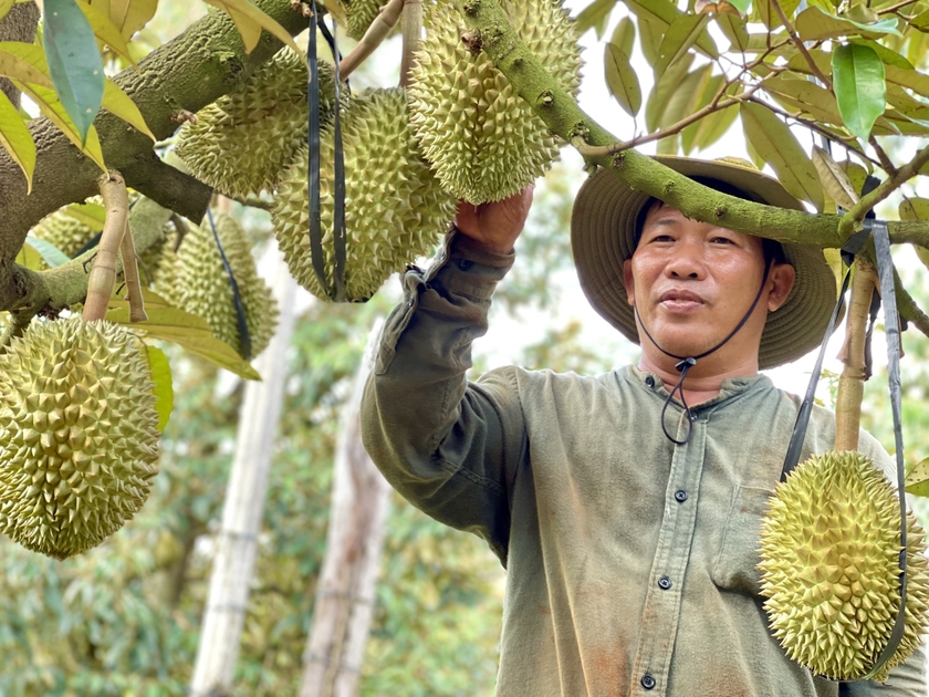 Những ngày này, vườn nhà ông Châu Văn Hận (thôn Cát Tân, xã Ia Bang) đón khá nhiều thương lái từ miền Tây đến chào giá và đặt vấn đề ký hợp đồng thu mua sầu riêng Thái. Ảnh: T.N