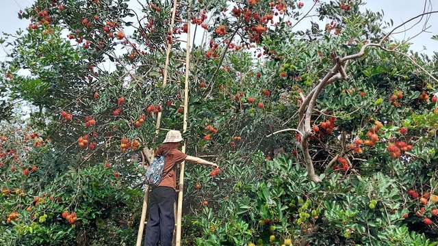 Đi vườn thích nhất là tự tay hái trái cây