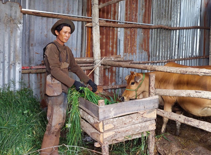 Anh Nguyễn Thế An (thôn Ngô Sơn, xã Chư Đang Ya, huyện Chư Păh) chăm sóc con bò sinh sản được hỗ trợ. Ảnh: N.D