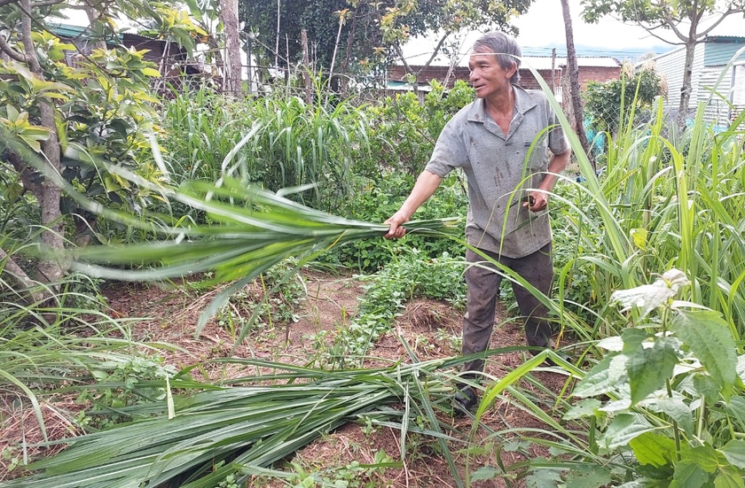 Ông Lê Văn Bàn (thôn Ngô Sơn, xã Chư Đang Ya, huyện Chư Păh) tận dụng diện tích đất bờ rào trồng cỏ voi chăm sóc bò sinh sản. Ảnh: N.D